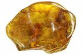 Detailed Fossil Liverwort (Bryophyta) In Baltic Amber #183659-2